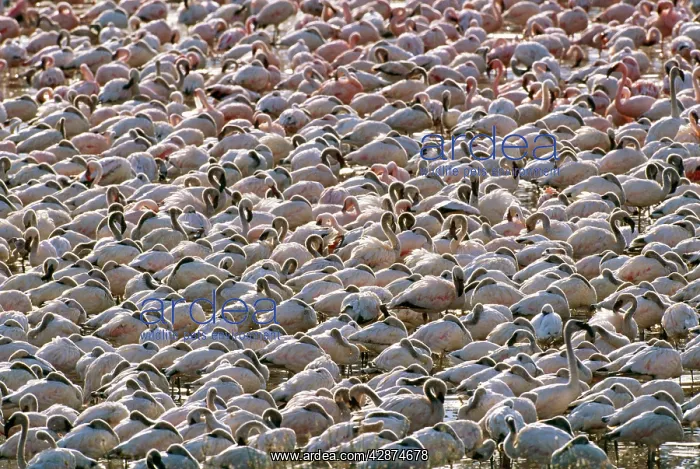  : Lesser Flamingo - flock