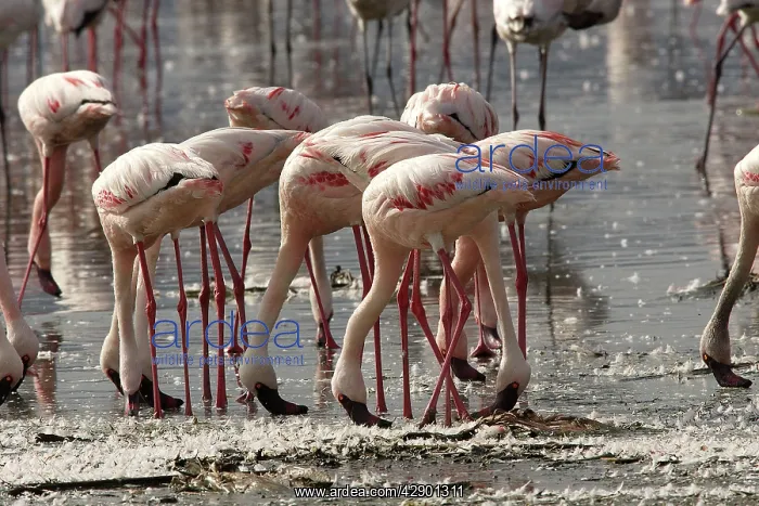: Lesser Flamingo - flock feeding on Lake Nakuru : Lesser Flamingo - flock feeding on Lake Nakuru