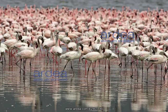 : Lesser Flamingo - flock on Lake Nakuru : Lesser Flamingo - flock on Lake Nakuru