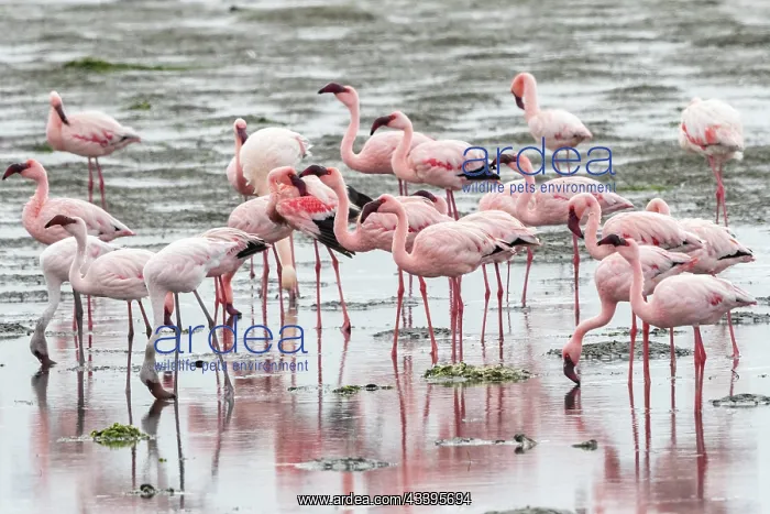 : LESSER FLAMINGO AND GREATER FLAMINGO : LESSER FLAMINGO AND GREATER FLAMINGO