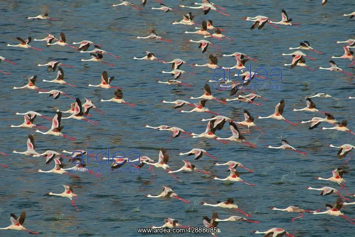  : Lesser Flamingo and Greater Flamingo (Phoenicopterus