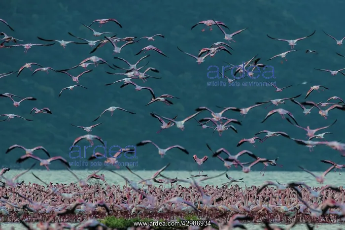 : Lesser Flamingo and Greater Flamingos - mass : Lesser Flamingo and Greater Flamingos - mass