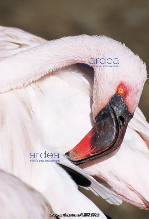 : Lesser FLAMINGO - head : Lesser FLAMINGO - head
