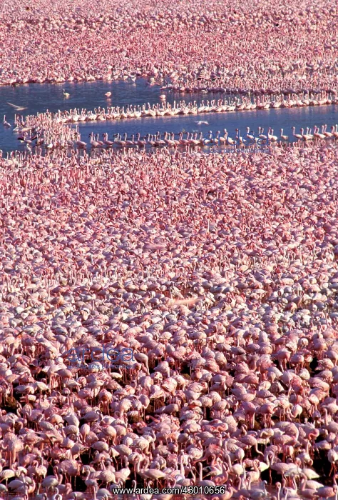 : Lesser Flamingo Lake Bogaria Kenya Africa : Lesser Flamingo Lake Bogaria Kenya Africa