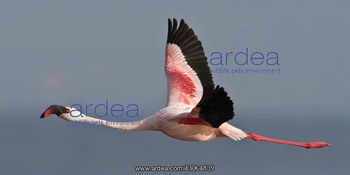 : Lesser Flamingo at Lake Nakuru NP, Kenya : Lesser Flamingo at Lake Nakuru NP, Kenya