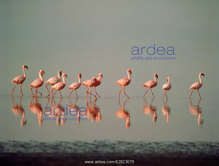 : LESSER FLAMINGO - line of eleven : LESSER FLAMINGO - line of eleven