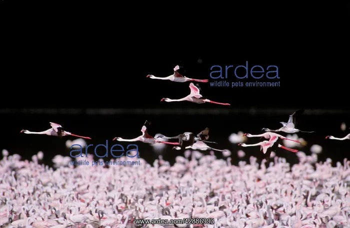  : Lesser Flamingo - massed flock, some in flight
