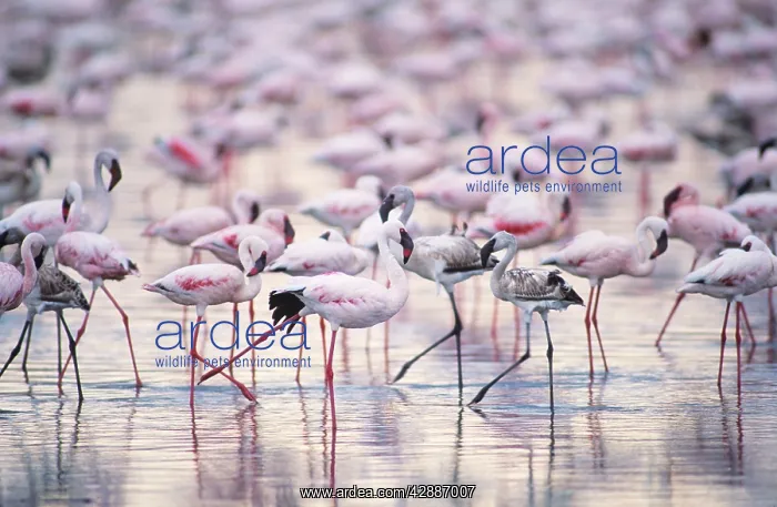  : Lesser Flamingo - massed flock - including juveniles