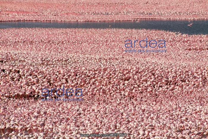  : LESSER FLAMINGO MASSES