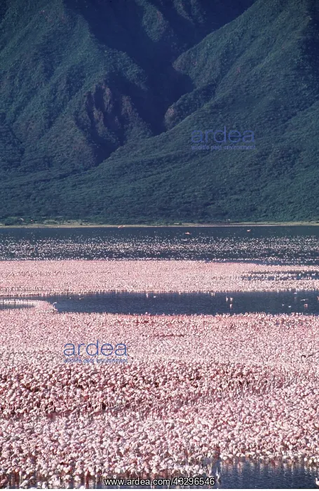  : LESSER FLAMINGO - masses
