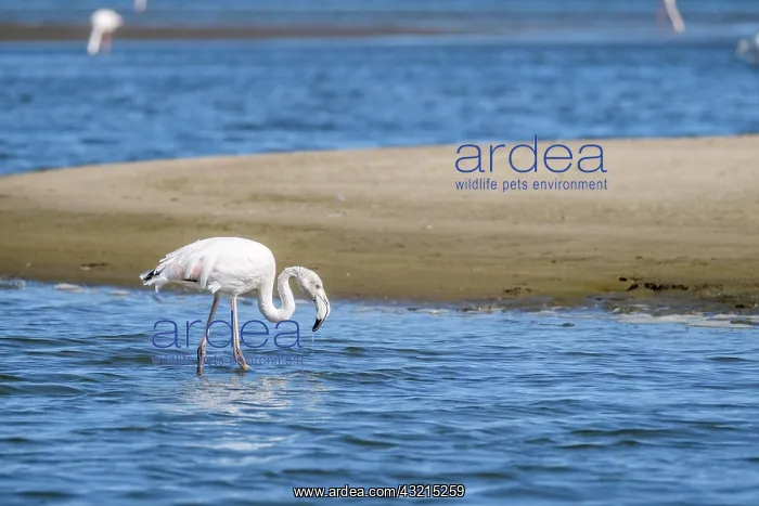 : Lesser Flamingo (Phoeniconaias minor), Greater Flamingo