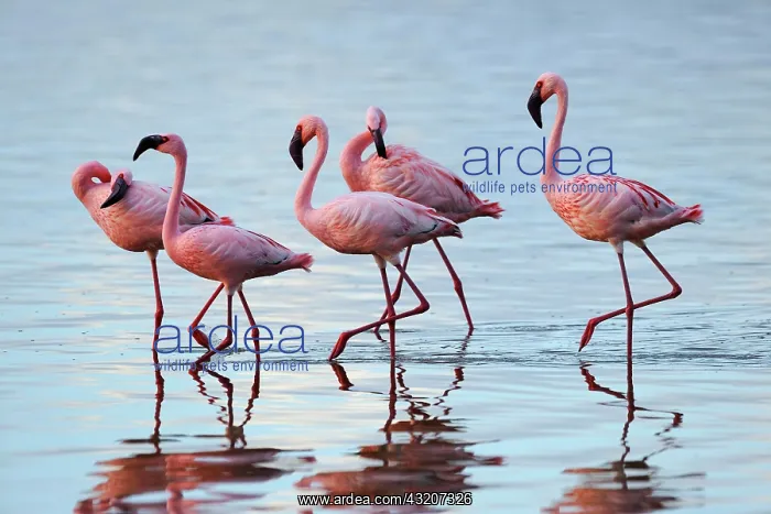  : Lesser Flamingo (Phoeniconaias minor), group in