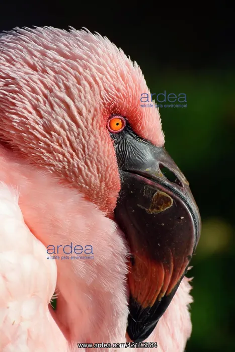  : Lesser flamingo (Phoeniconaias minor), portrait