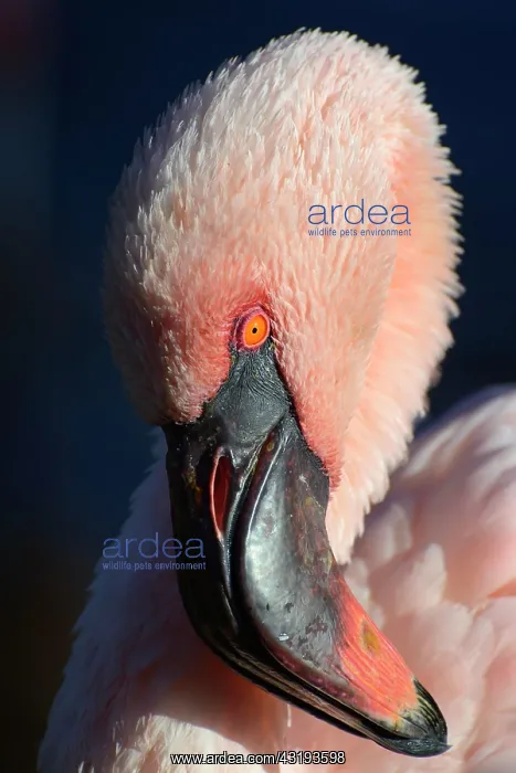  : Lesser flamingo (Phoeniconaias minor), portrait
