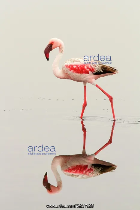  : Lesser flamingo (Phoeniconaias minor), striding