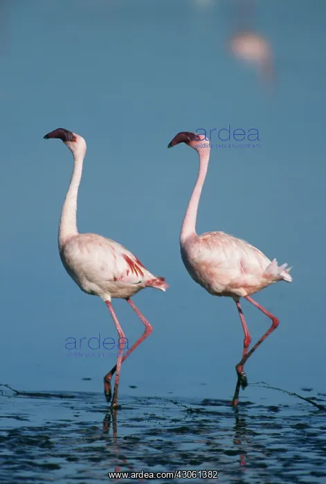 : Lesser Flamingo, (Phoenicopterus minor) : Lesser Flamingo, (Phoenicopterus minor)