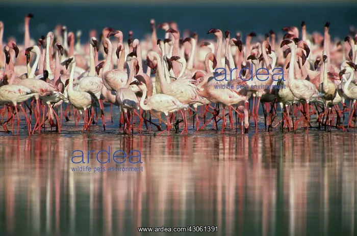 : Lesser Flamingo, (Phoenicopterus minor) : Lesser Flamingo, (Phoenicopterus minor)