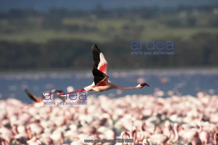  : Lesser Flamingo (phoenicopterus minor), Adult in