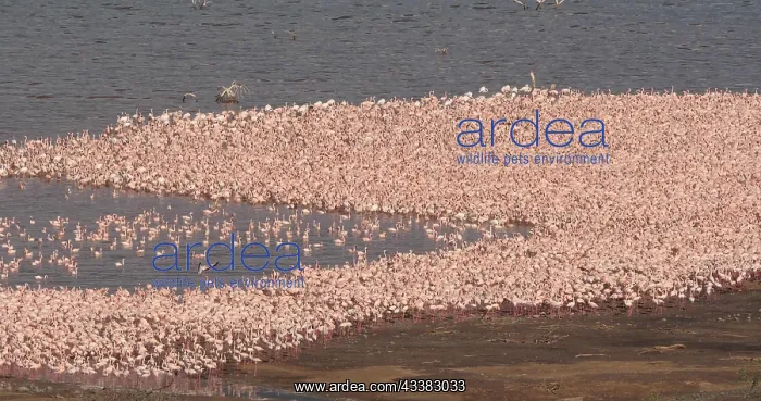 : Lesser Flamingo (phoenicopterus minor), Colony a : Lesser Flamingo (phoenicopterus minor), Colony a
