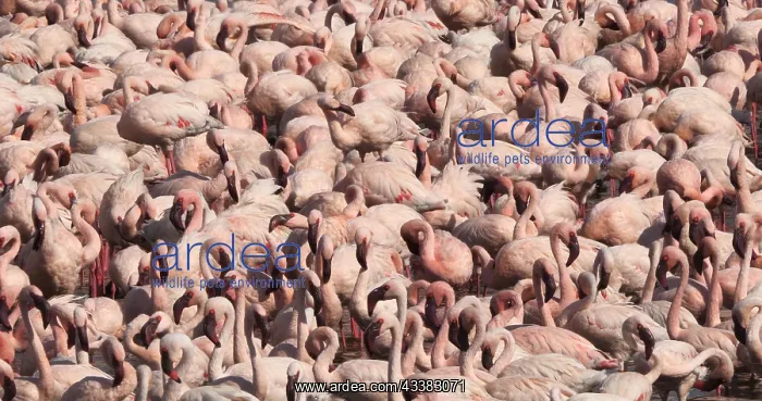: Lesser Flamingo (phoenicopterus minor), Colony a : Lesser Flamingo (phoenicopterus minor), Colony a