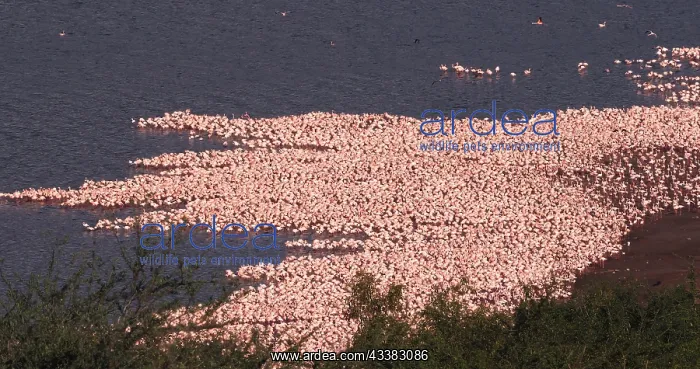: Lesser Flamingo (phoenicopterus minor), Colony a : Lesser Flamingo (phoenicopterus minor), Colony a