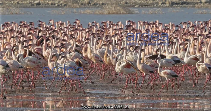 : Lesser Flamingo (phoenicopterus minor), Colony a : Lesser Flamingo (phoenicopterus minor), Colony a