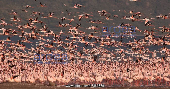 : Lesser Flamingo (phoenicopterus minor), Group in : Lesser Flamingo (phoenicopterus minor), Group in