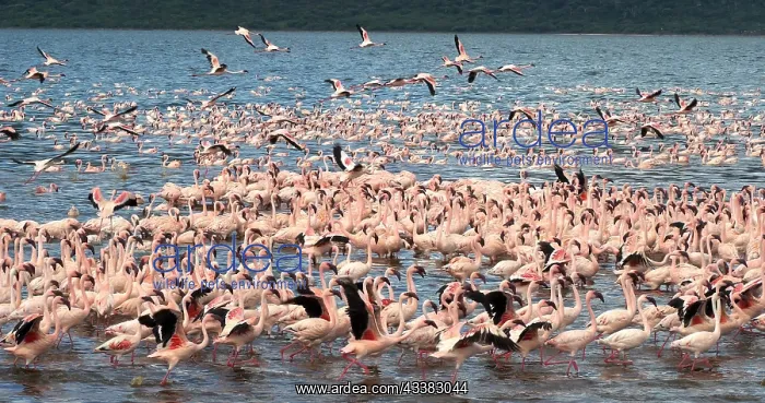 : Lesser Flamingo (phoenicopterus minor), Group in : Lesser Flamingo (phoenicopterus minor), Group in