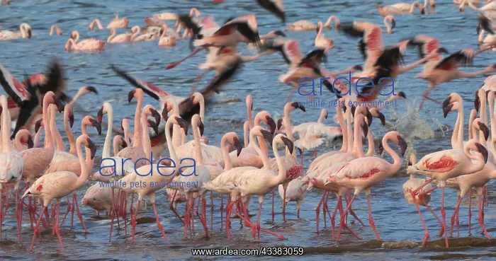 : Lesser Flamingo (phoenicopterus minor), Group in : Lesser Flamingo (phoenicopterus minor), Group in