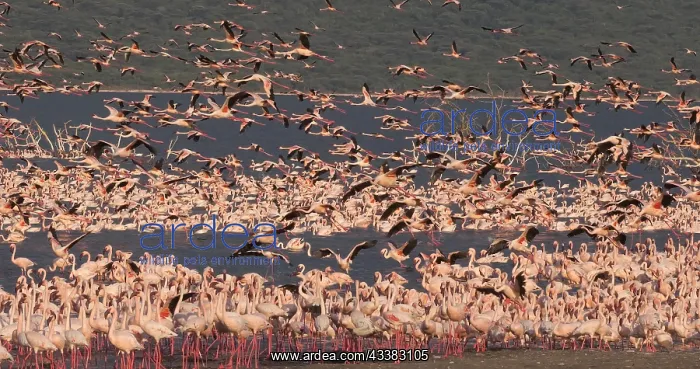 : Lesser Flamingo (phoenicopterus minor), Group in : Lesser Flamingo (phoenicopterus minor), Group in