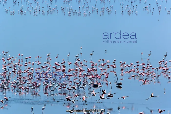 : Lesser Flamingo, Phoenicopterus minor, Lake : Lesser Flamingo, Phoenicopterus minor, Lake