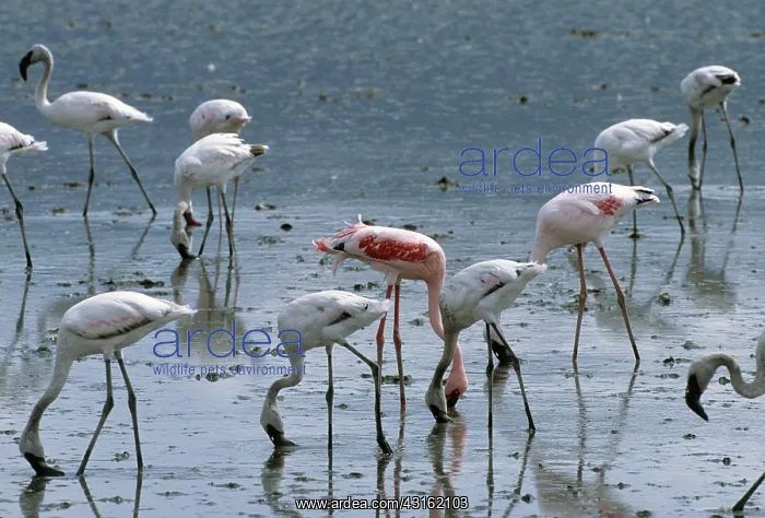 : Lesser Flamingoes Feeding : Lesser Flamingoes Feeding