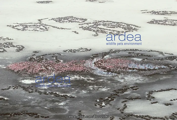 : Lesser Flamingoes, Lake Natron, Tanzania : Lesser Flamingoes, Lake Natron, Tanzania