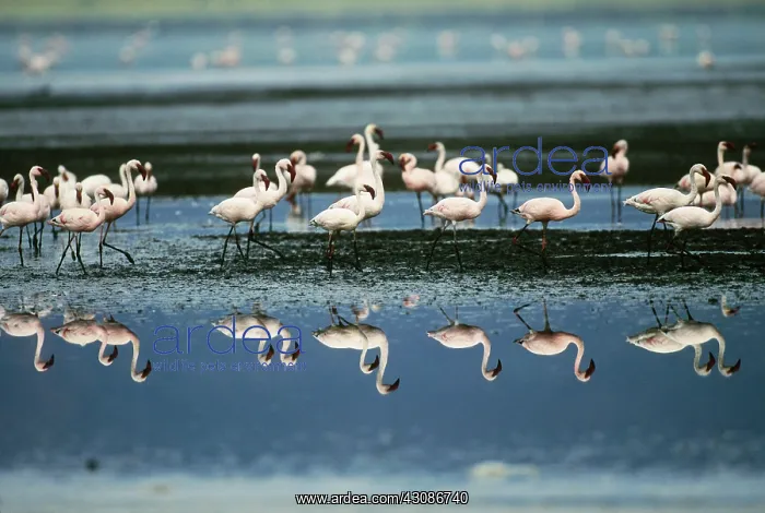 : Lesser Flamingos : Lesser Flamingos