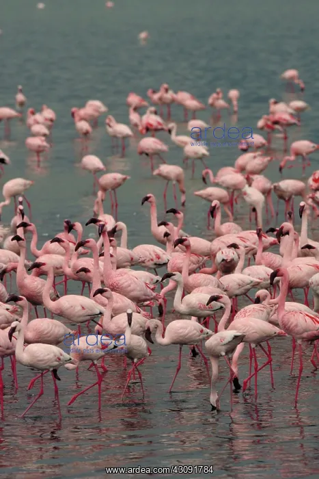 : Lesser flamingos : Lesser flamingos