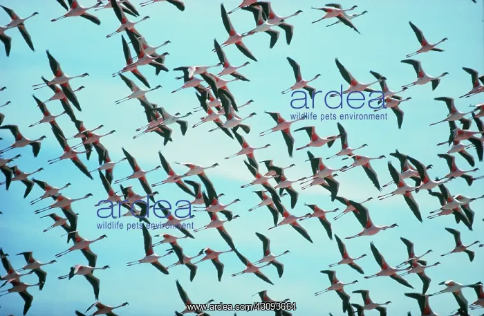 : Lesser Flamingos : Lesser Flamingos