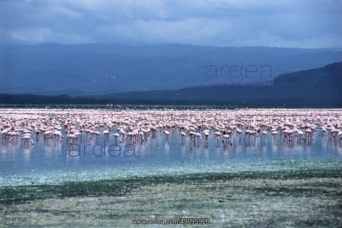 : Lesser Flamingos : Lesser Flamingos