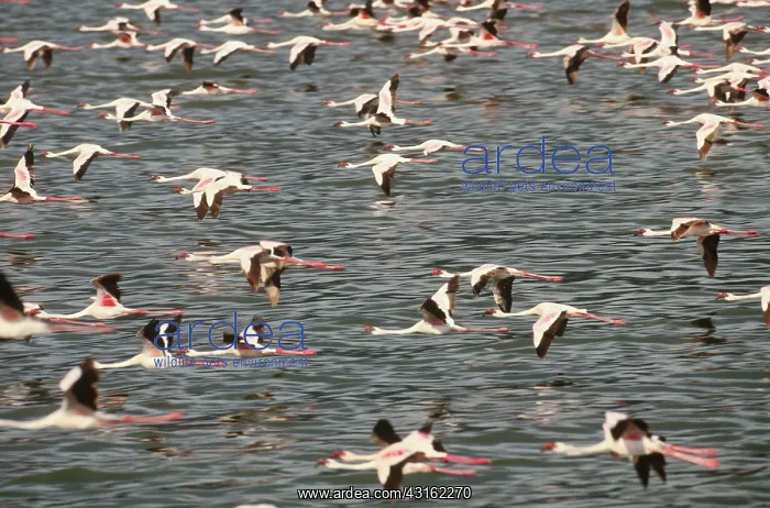 : Lesser Flamingos : Lesser Flamingos