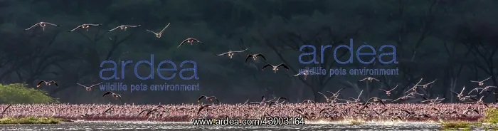 : Lesser Flamingos in flight over flock : Lesser Flamingos in flight over flock
