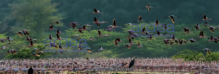 : Lesser Flamingos in flight over flock : Lesser Flamingos in flight over flock