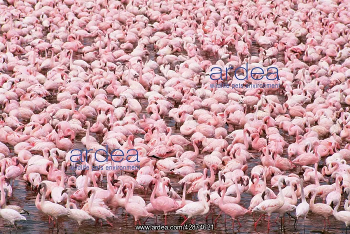  : LESSER FLAMINGOS - flock