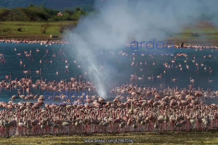 : Lesser Flamingos - around hot springs. Lake Bogoria : Lesser Flamingos - around hot springs. Lake Bogoria