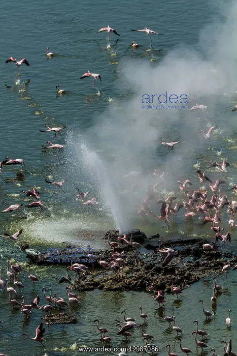 : Lesser Flamingos - around hot springs. Lake Bogoria : Lesser Flamingos - around hot springs. Lake Bogoria