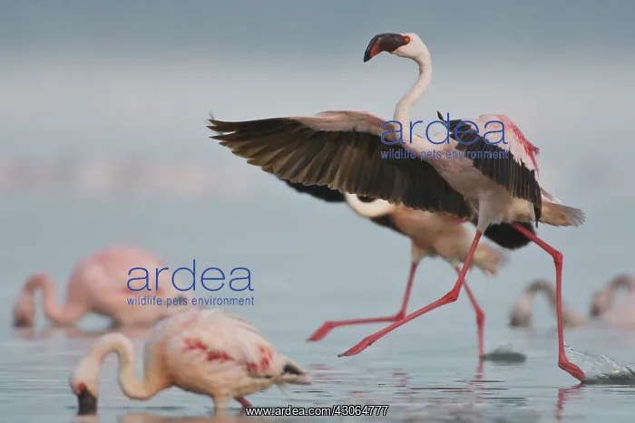  : Lesser Flamingos at Lake Nakuru NP, Kenya