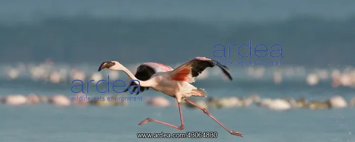 : Lesser Flamingos at Lake Nakuru NP, Kenya : Lesser Flamingos at Lake Nakuru NP, Kenya
