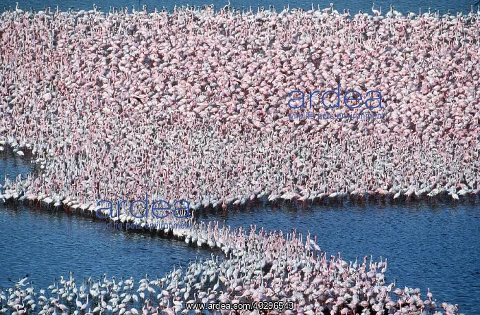  : LESSER FLAMINGOS - mass on lake