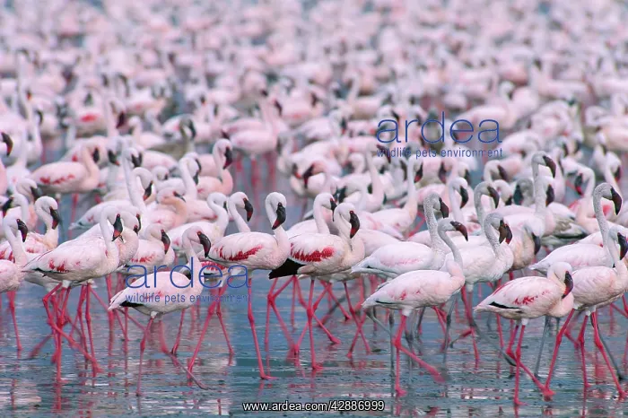  : Lesser flamingos - massed flock