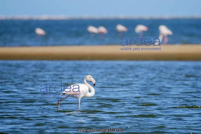  : Lesser Flamingos (Phoeniconaias minor), Greater
