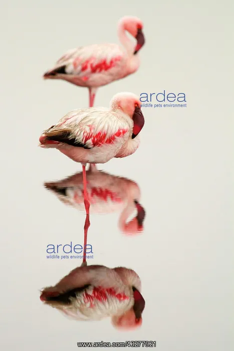  : Lesser flamingos (Phoeniconaias minor), standing