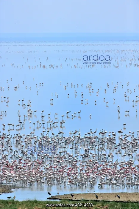 : Lesser Flamingos, Phoenicopterus minor : Lesser Flamingos, Phoenicopterus minor